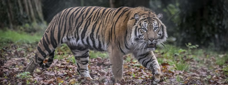 Paignton Zoo