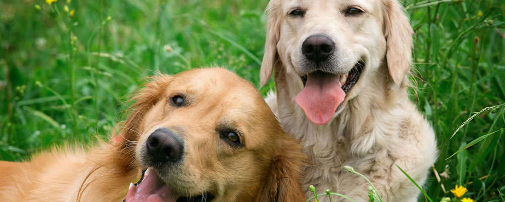 Dogs Dogs
