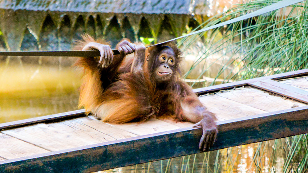 Paignton Zoo